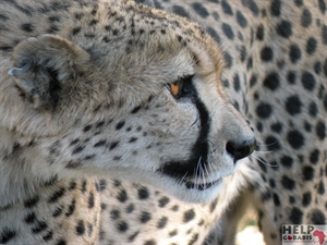 Cheetah ( jachtluipaard).JPG